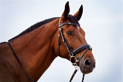 grand national winners.